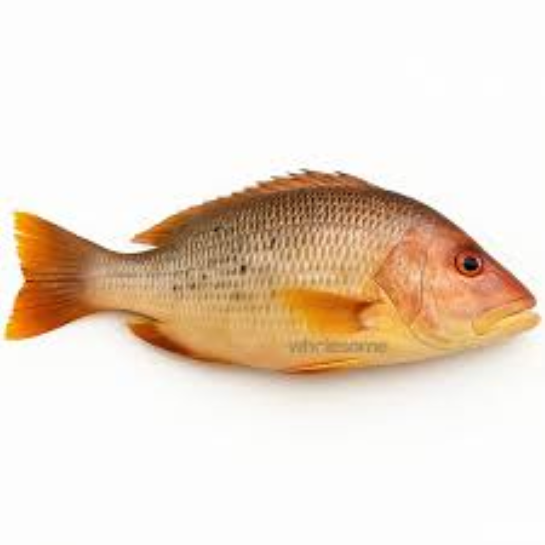MBL WHOLE RED SNAPPER 